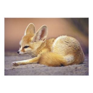 Foto Norte da África. Feneco Fennecus zerda)