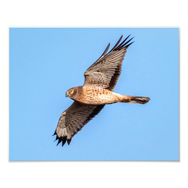 Foto Norte Harrier em voo (Frente)