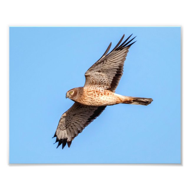 Foto Norte Harrier em voo (Frente)