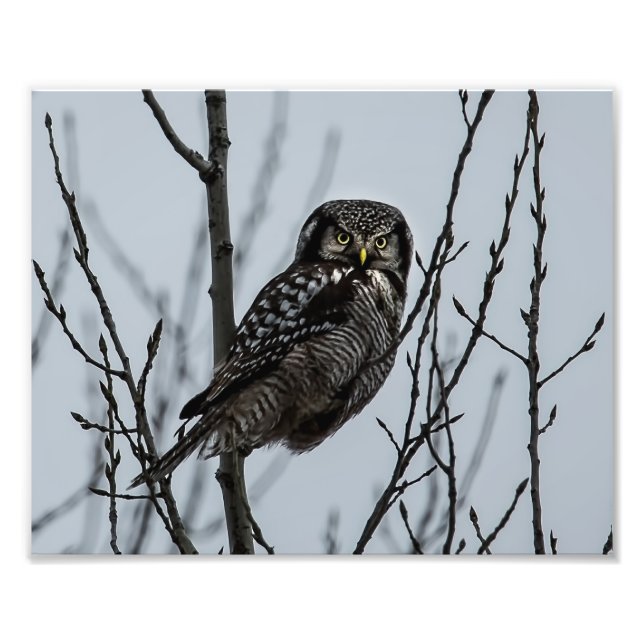 Foto Norte Hawk Owl no inverno (Frente)
