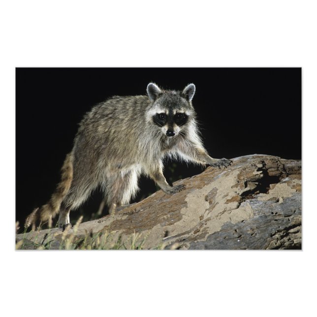 Foto Norte Raccoon, Perfurador de Procyon (Frente)