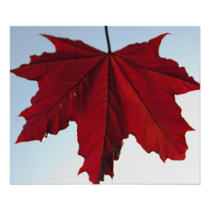 Foto Norueguês Crimson King Maple Leaf