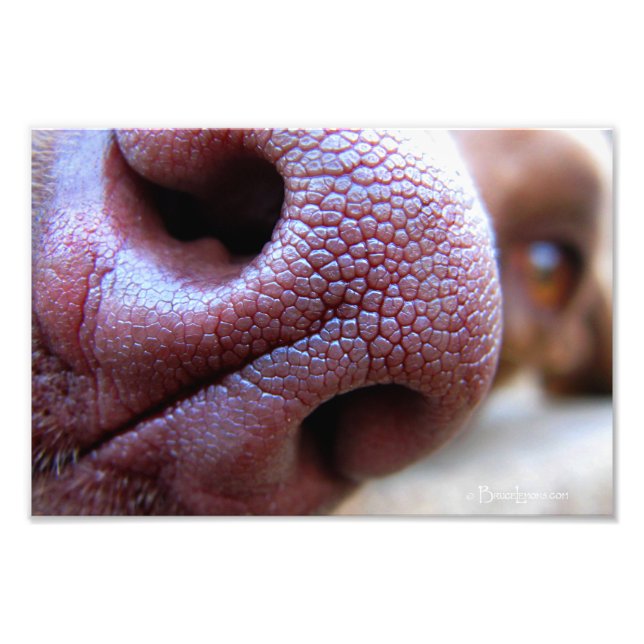 Foto Nose Canina (Frente)