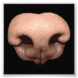 Foto Nose Canina Gigante