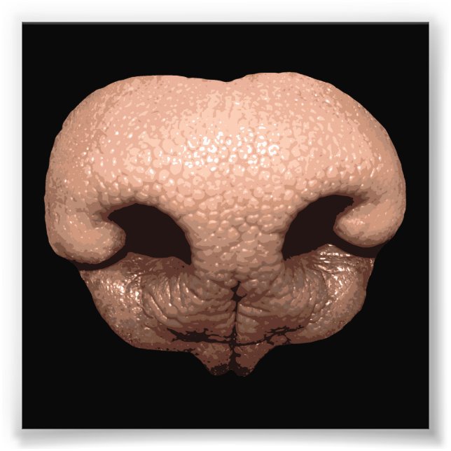 Foto Nose Canina Gigante (Frente)