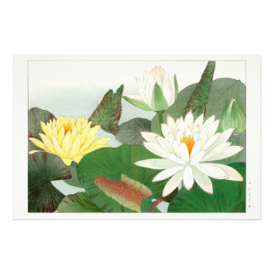 Foto Nymphaea lotus, xilogravura japonesa, 1917