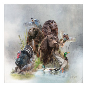 Foto O Boykin Spaniel