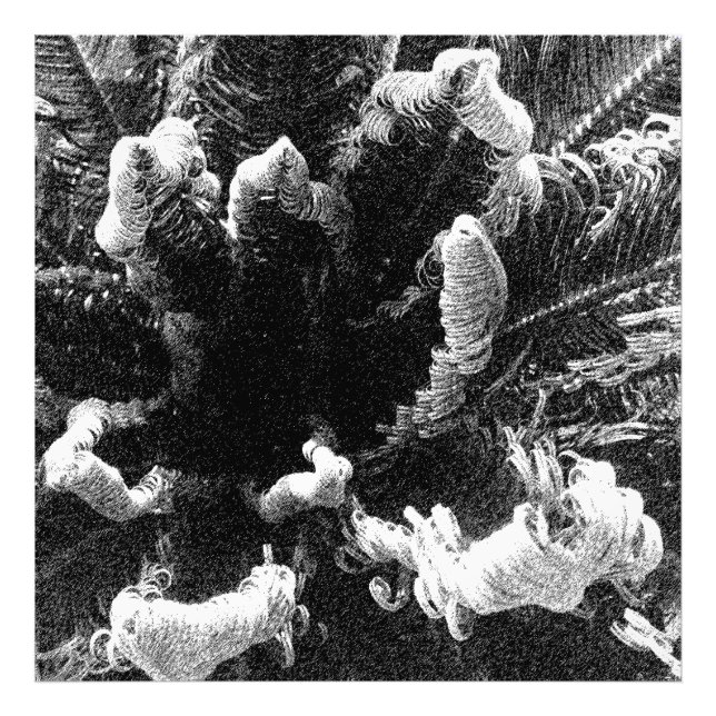 Foto O começo (Frente)