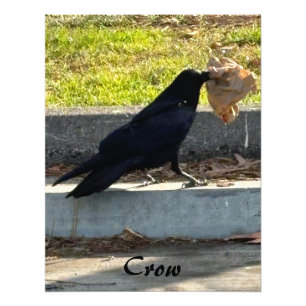 Foto O Corvo
