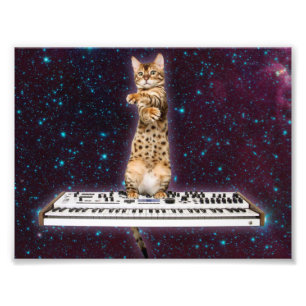 Foto O gato do teclado ataca novamente
