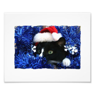 Foto O gato preto, chapéu do papai noel, ouropel azul,
