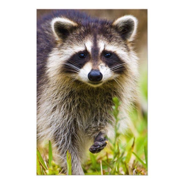 Foto O guaxinim, Procyon lotor (Frente)