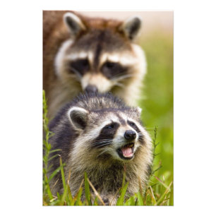 Foto O guaxinim, Procyon lotor, é um mamífero amplament