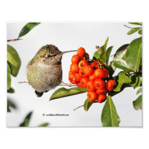 Foto O Hummingbird de Anna Adorável em Berry Bush