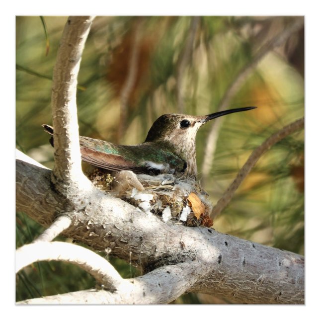 Foto O Hummingbird de Anna no Nest (Frente)