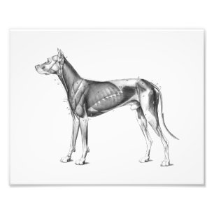 Foto O impressão da anatomia do cão Muscles B/W