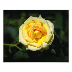 Foto O inglês amarelo aumentou