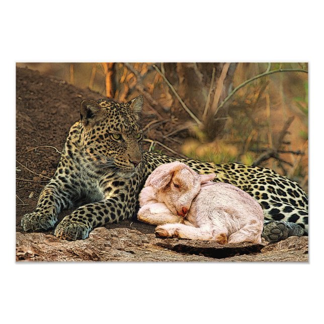 Foto O leopardo deita-se com a criança-Isaiah 11 (Frente)
