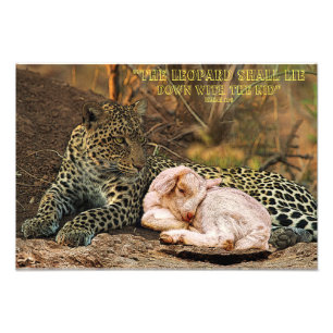 Foto O leopardo deita-se com a criança-Isaiah 11