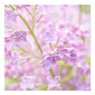 Foto O Lilac floresce a névoa