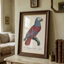 O Papagaio cinza Tapire 