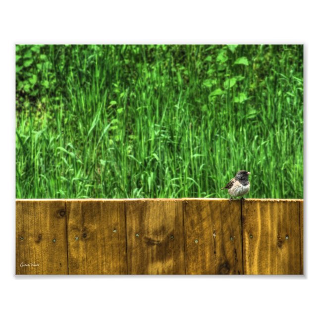 Foto O Pássaro Fluffy (Frente)