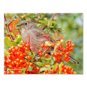 Foto O solitário e o Pyracantha de Townsend