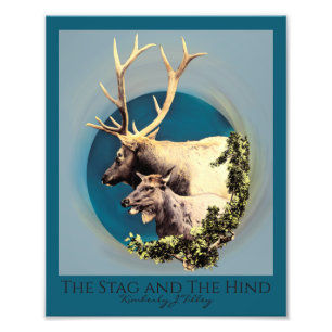 Foto O Stag e o Hind Photo Extension