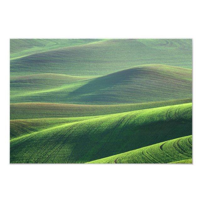 Foto O trigo brota nas colinas do Palouse (Frente)