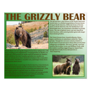 Foto O Urso Grizzly