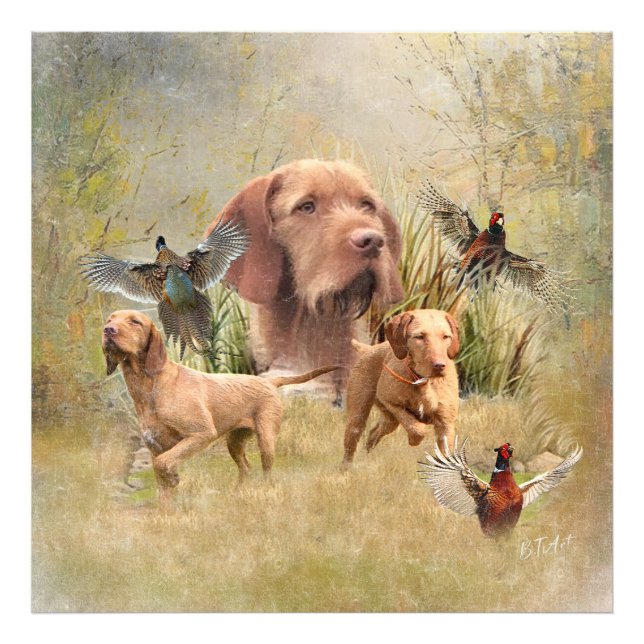 Foto O Wirehaired Vizsla húngaro (Frente)