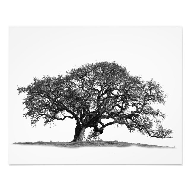 FOTO OAK TREE (Frente)