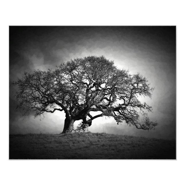 FOTO OAK TREE (Frente)