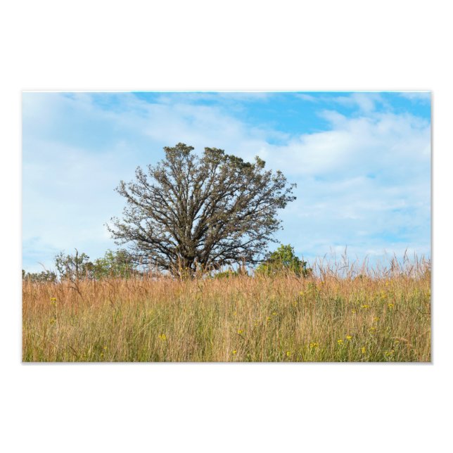 Foto Oak Tree e Tall Grass Prairie (Frente)