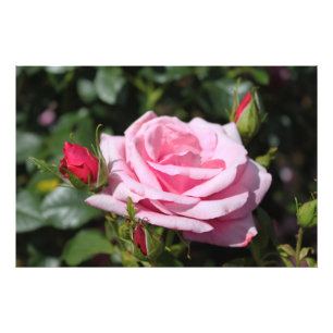 Foto obra perfeita de rosa-rosa e foto-arte.