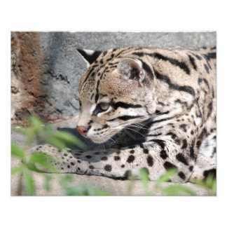 Foto Ocelot Closeup
