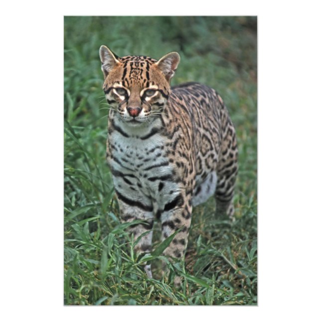 Foto OCELOTE (Leopardus pardalis) AMÉRICA CENTRAL (Frente)
