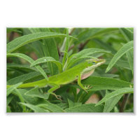 Old World Lizard - Chameleon