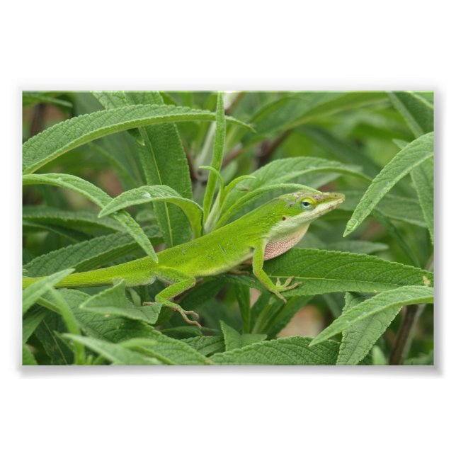 Foto Old World Lizard - Chameleon (Frente)