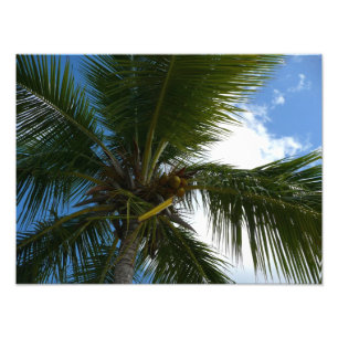 Foto Olhando para a natureza tropical da árvore de pal