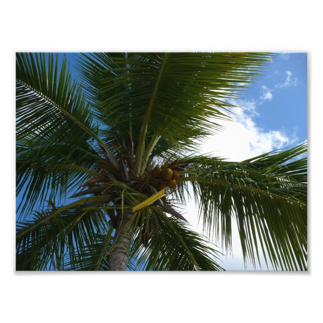 Foto Olhando para a natureza tropical da árvore de palm (Frente)