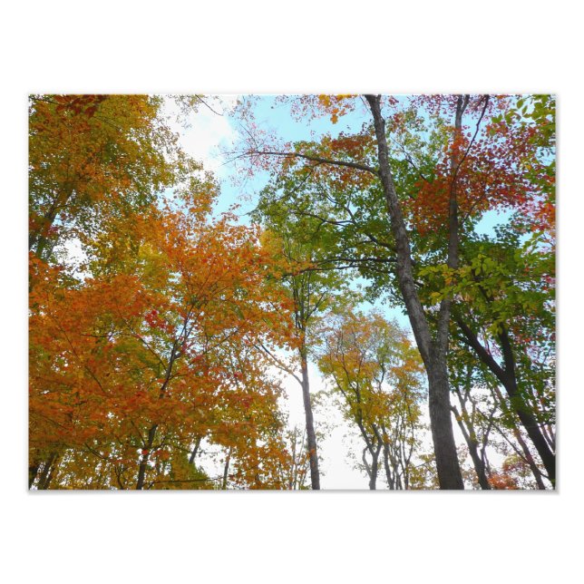 Foto Olhando para Cima para Folhas de Outono I Folhagem (Frente)