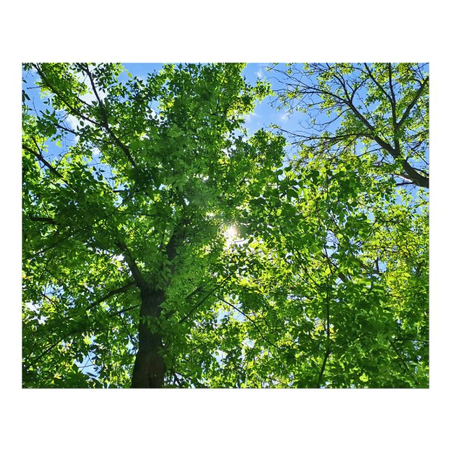Foto Olhando para cima para Folhas Verdes e Céu Azul -  (Frente)