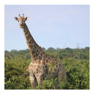Foto Olhar de girafa