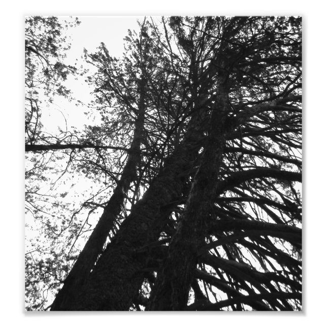 Foto Olhe para cima nas árvores (Frente)