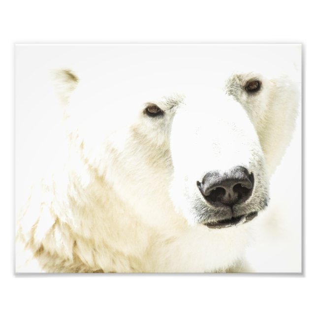 Foto Olho de gelo de um urso polar (Frente)