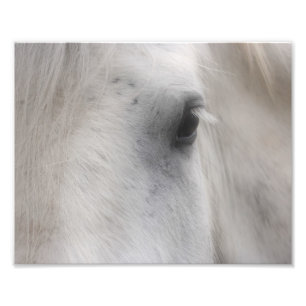 Foto Olhos Brancos De Cavalo De Percheron 8x10