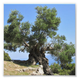 Foto Oliveira grega (Kefalonia)