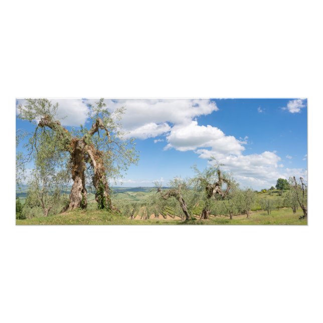 Foto Oliveiras velhas numa paisagem da Toscana (Frente)