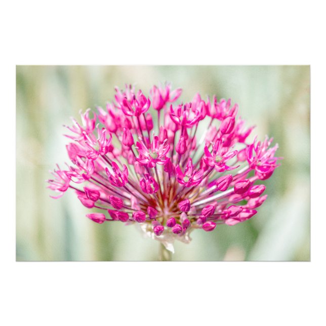 Foto Onion Flower (Frente)